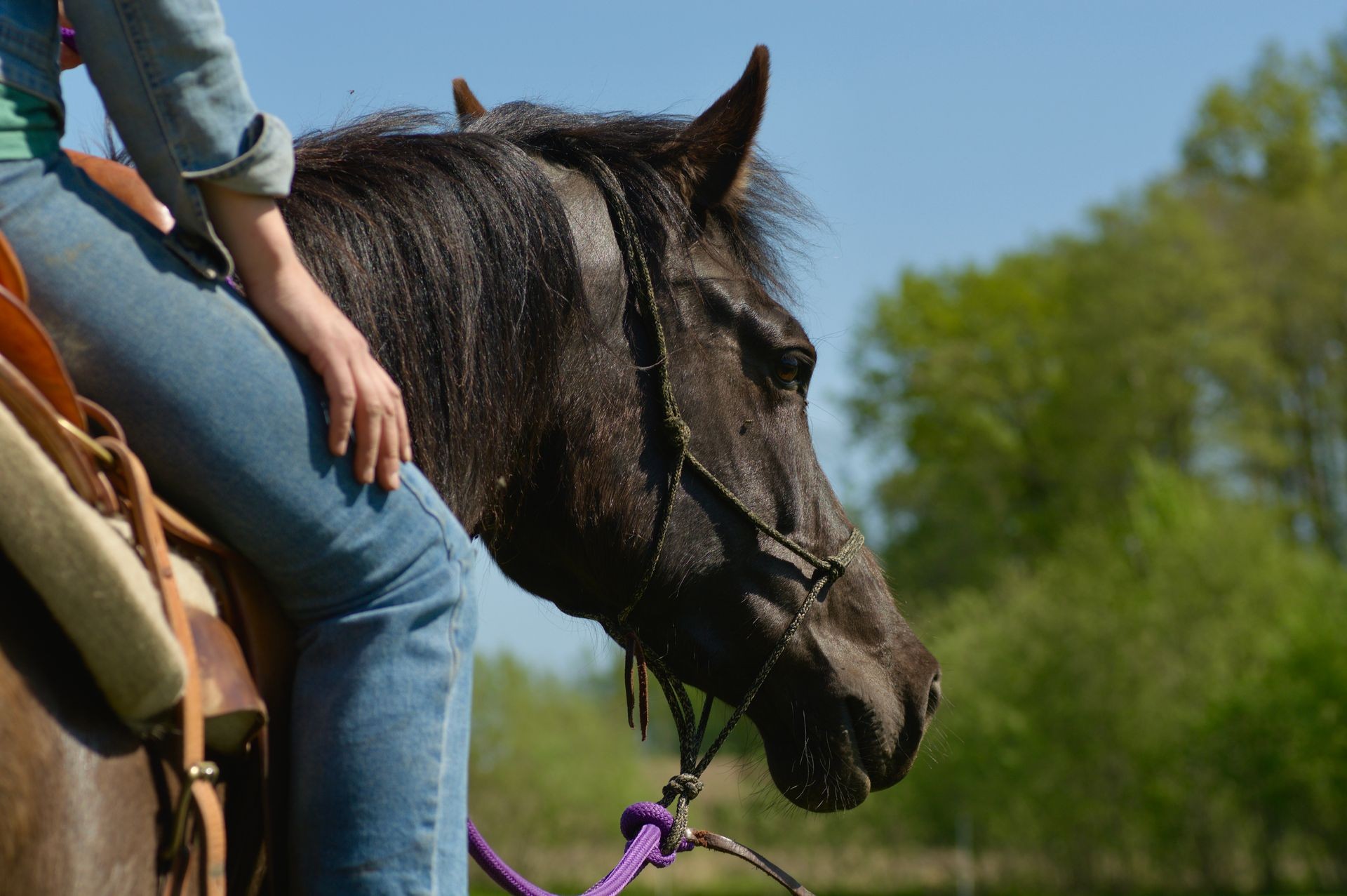 Education and Starting of (Young) Horses